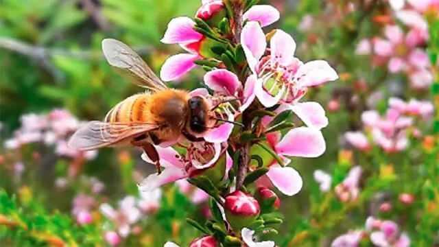 <p>Manuka balının faydaları saymakla bitmese de, bazı durumlarda dikkatli kullanılması gerekebilir. <strong>Diyabet hastaları</strong>, <strong>küçük çocuklar</strong> ve <strong>hamilelerin</strong> manuka balını kullanmadan önce bir doktora danışmaları önerilir. Ayrıca, alerjik reaksiyonlar olabileceği için, manuka balını ilk kez kullanmadan önce dikkatli olunmalıdır.</p>