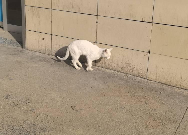 <p>İnegöl’de bir aracın çarptığı tahmin edilen sol arka bacağı kırık kedi, aksayarak İnegöl Devlet Hastanesi Acil Servisi’ne geldi. </p>
