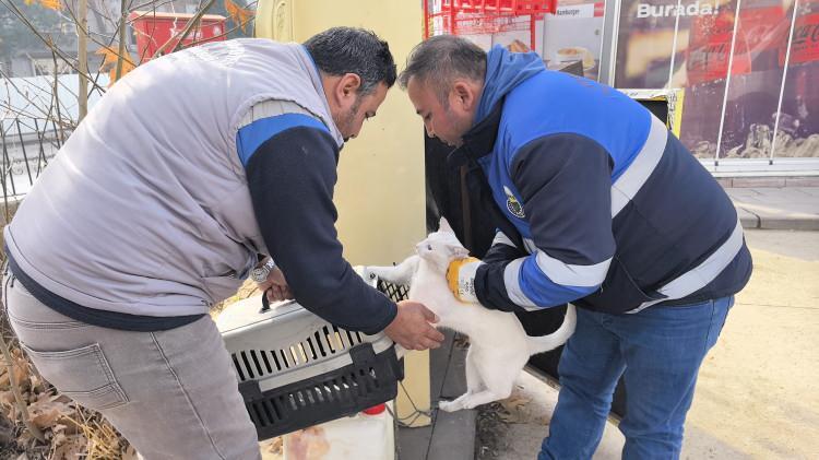 <p>Gelen ekipler, kediyi tedavisi için, Sahipsiz Hayvanlar Bakım ve Tedavi Merkezi’ne götürdü.</p>

<p> </p>
