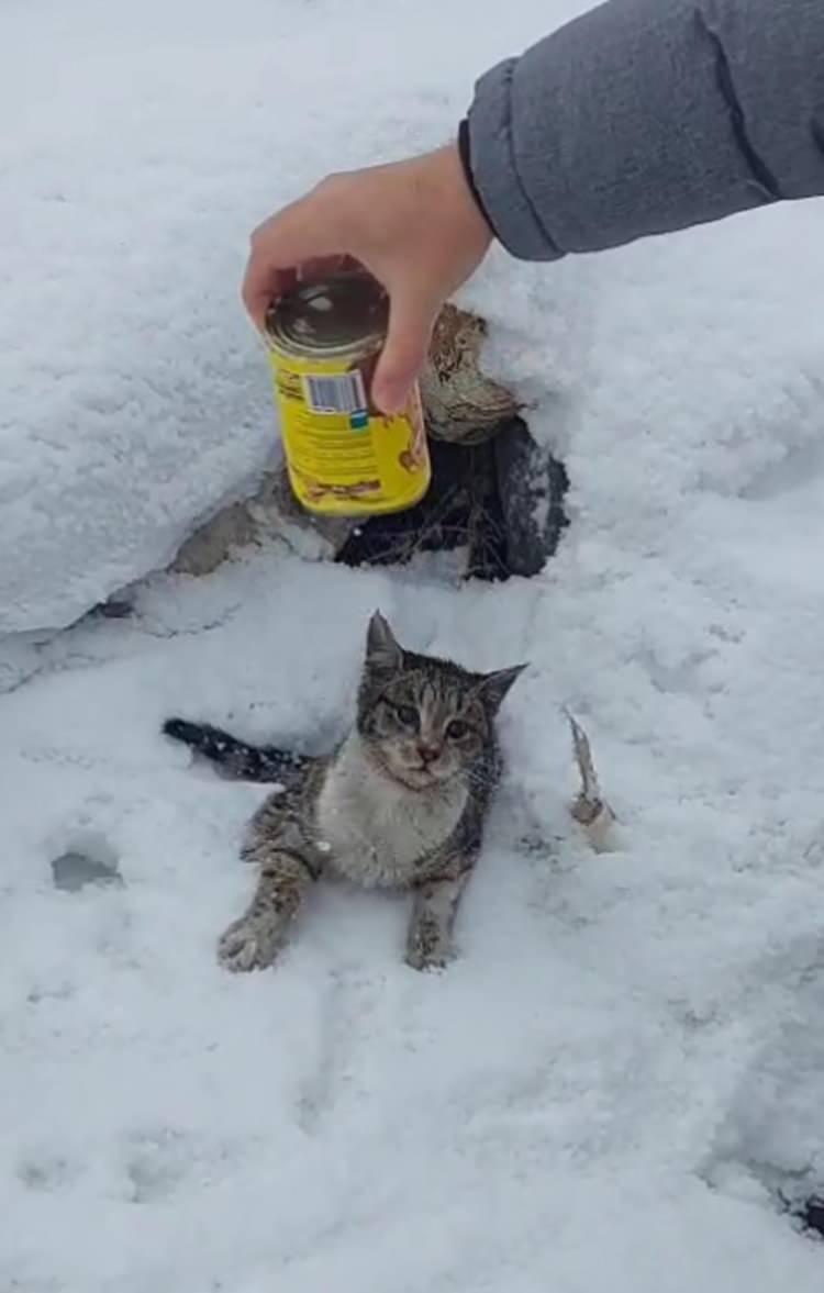 <p>Erzurum Kalesi civarında sabah saatlerinde yürüyüşe çıkan Elif ve Ömer Özhancı kardeşler, yiyecek ararken başı konserve kutusuna sıkışan kediyi fark etti. </p>
