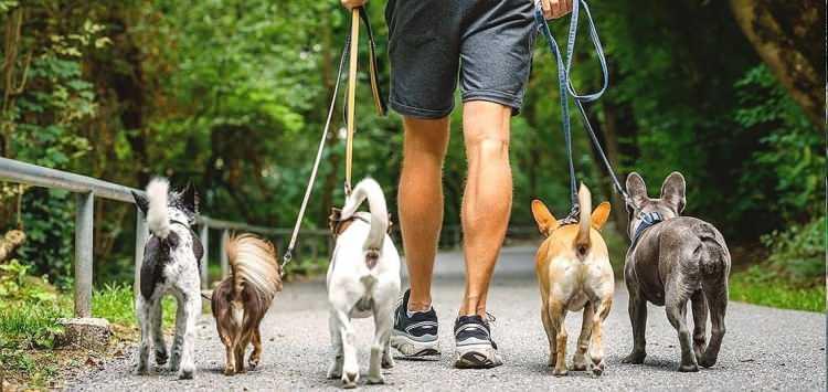 <p>ÖNE ÇIKAN 10 MADDE</p>
<p>1 Kedi ve köpeklerini dijital kimliklendirme yöntemleriyle kayıt altına aldırmak.</p>
<p>2 Hayvanının türüne uygun etolojik ihtiyaçlarını karşılamak. Gerekli aşıları ile tedavilerini veteriner hekime yaptırmak ve sağlığına dikkat etmek.</p>
<p>3 Sahiplendikleri kedi ve köpekleri kısırlaştırmak, hayvanını yavrulatmak istemesi halinde doğacak yavruları kayıt altına aldırmak suretiyle sahiplenmek veya sahiplendirmek.</p>