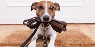 <p>4 Kedi ve köpeklerinin ölmesi halinde il veya ilçe tarım ve orman müdürlüklerine bildirmek.</p>
<p>5 Ev hayvanlarının gerektiğinde bağlanması sırasında, kullanılan alet ve ekipmanların hayvana zarar vermeyecek şekilde olmasına dikkat etmek.</p>
<p>6 Halka açık yerlerde sahipli köpeklerini tasma ile kontrol altında dolaştırmak, hayvanın pasaportunu yanında bulundurmak ve dışkılarını temizlemek.</p>