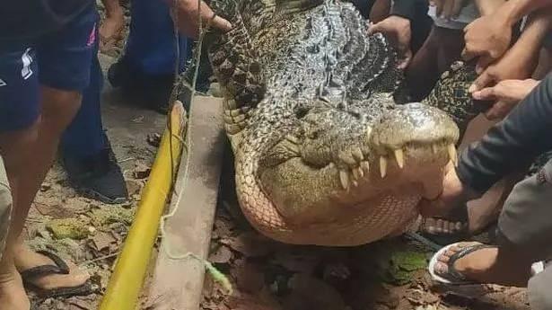 <p> Yaklaşık 4 metre uzunluğundaki timsah hızla kadını yakaladı ve onu suya çekti. Görgü tanıkları çığlık seslerini duyduklarını ancak hiçbir şey yapamadan timsahın saldırısını izlediklerini söyledi. </p>
