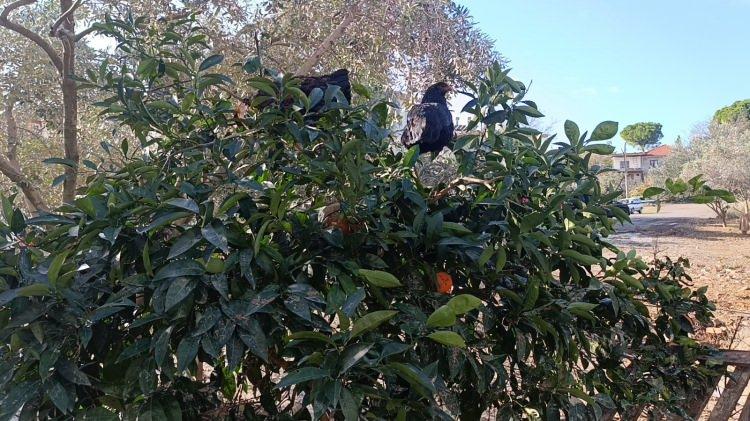 <p>Alınan bilgiye göre, çeşitli mahallelerindeki birçok ev, iş yeri ve aracın sular altında kalmasına neden olan sel felaketinde kümeslerinden çıkamayan çok sayıda tavuk telef oldu.</p>