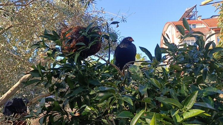 <p>Antalya'nın Manavgat ilçesinde yaşanan sel felaketinin ardından kümese girmeye korkan tavukların ağaçlara tünemeye başladığı görüldü.</p>

