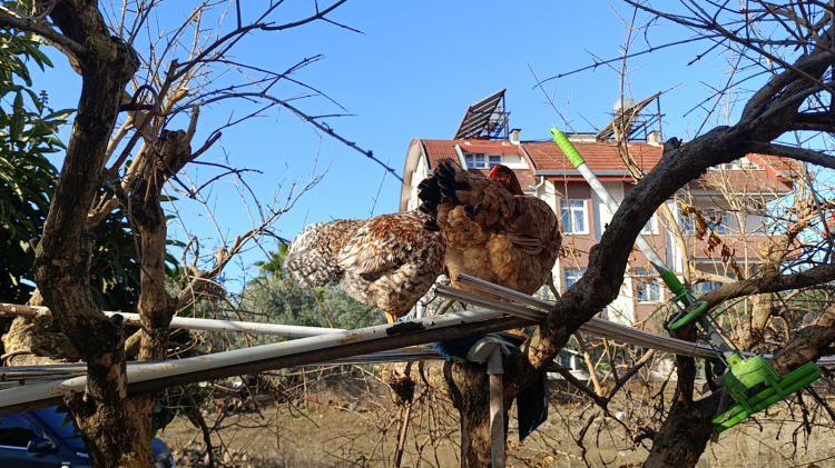 <p>Kurtulan tavukların korkudan kümese giremedikleri ve ağaç tepelerine tüneyerek uyudukları görüldü.</p>