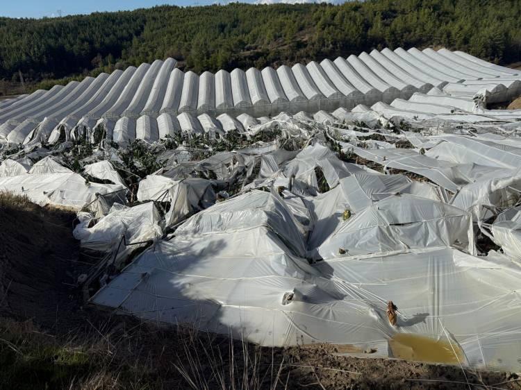 <p>Muz ağaçları kesilip toplanmadan seraların altında kalarak kullanılamaz hale geldi.</p>
