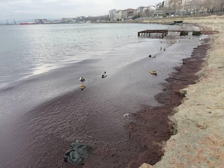 <p>Tekirdağ Süleymanpaşa Su Ürünleri Kooperatifi Başkanı İbrahim Pehlivanoğlu da kırmızı yosunların çevreye herhangi bir zararı olmadığını sadece kötü koku yaptığını dile getirdi.</p>

<p> </p>
