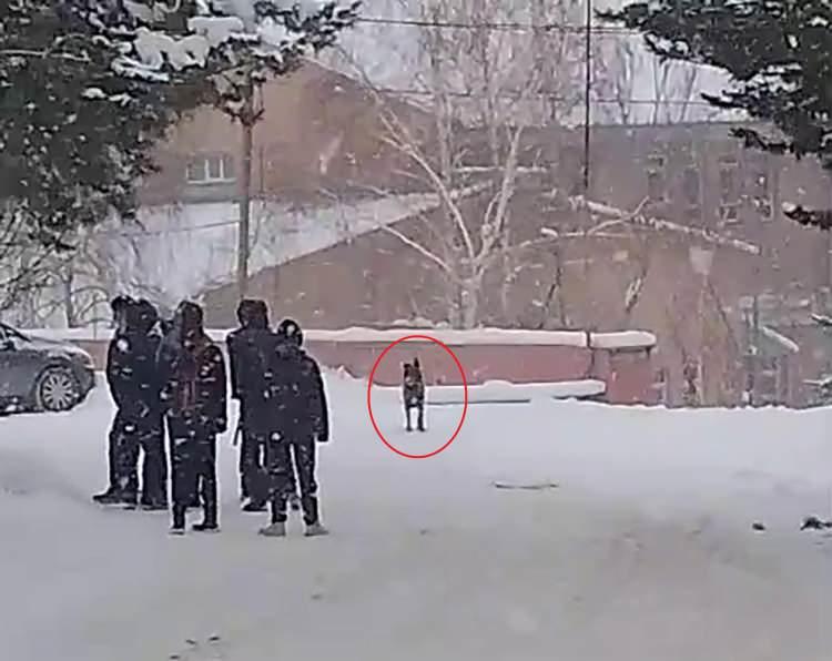 <p>Sahipli olduğu d&uuml;ş&uuml;n&uuml;len bir kurt k&ouml;peği, lisenin giriş kapısının &ouml;n&uuml;nde bekleyen &ouml;ğrencilere saldırdı.&nbsp;</p>
