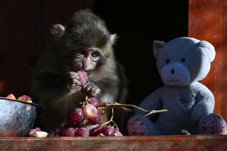 <p>Arsun, rehabilitasyon s&uuml;recinin ardından "Muko" isimli maymunun "Fıstık"ı sahiplenerek ona anne şefkatiyle yaklaşacağına inandığını belirterek, "Bu maymunumuz daha &ouml;nce de bu şekilde el konulan iki yavruya annelik yapmıştı. 'Fıstık'ı da şefkat g&ouml;stererek b&uuml;y&uuml;tecektir." ifadelerini kullandı.</p>

<p>&nbsp;</p>
