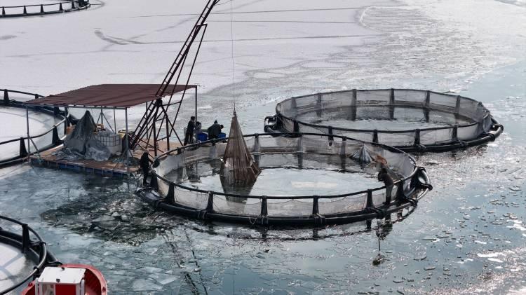 <p>Erzincan'ın Tercan ilçesinde hava sıcaklığı 25 dereceye düşerken, baraj gölü dondu. Soğuk havaya rağmen balıkçıların gerçekleştirdiği balık hasadı renkli görüntülere eve sahipliği yaptı.</p>
