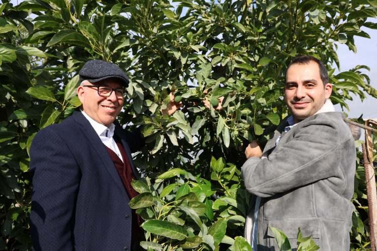 <p>Adana'da hukuk profesörü Mustafa Topaloğlu ve doktor oğlu Nahit Topal Topaloğlu, 200 fidanla başladıkları avokado dikimine 90 bin fidan ile devam ederken yılda 30 ton avokado hasat ediyor.</p>