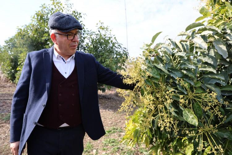 <p>Baba Topaloğlu, bölgede yanlış bir kanaat olduğunun da altını çizerek, <strong>"Adana bölgesinde avokado olmaz gibi bir yanlış algı var. Ama Karadeniz bölgesinde bile olabilir. Eksi dereceler çok olmadığı müddetçe avokado yetişiyor. Avokado sadece Alanya'da değil Çukurova'da çok verimli bir şekilde yetişiyor." </strong>dedi.</p>
