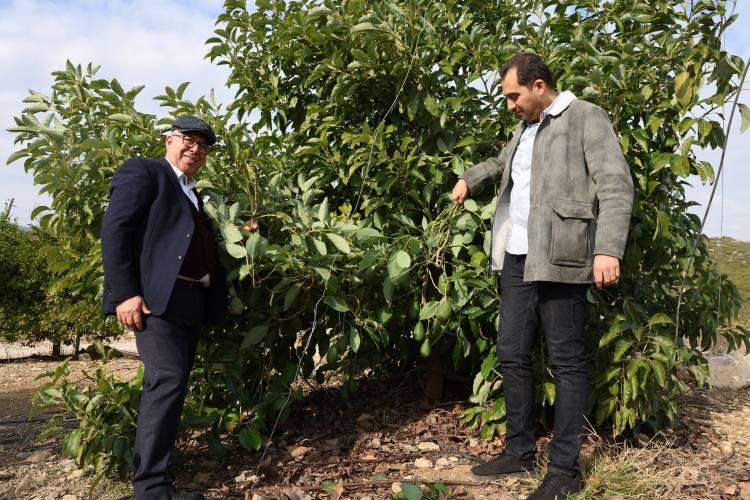 <p>Babasına üretim için öncülük eden Doktor Nahit Topaloğlu, <strong>"Doktorum ama ata topraklarında üretim yapmak istedim. Avokado ile bölgemizde de öncülük etmek istedik. Avokado faydaları çok olan besin. İçinde antioksidan bulunan, kötü kolesterolü düşüren, iyi kolesterolü artıran çocuk ve yetişkinler için en faydalı besinlerden biri. Buranın iklimi üretim için çok uygun. Avokadonun kilosu bahçe de 130 – 140 lira arasında satılıyor."</strong> şeklinde konuştu.</p>
