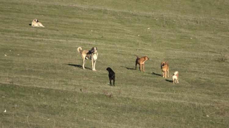 <p>Köpelerin her yerde saldırdıklarını söyleyen Mehmet Türker,<strong> "Biz köpeklerden rahatsızız. Köpek her yerden saldırıyor. Mahallemizde ne hayvan yapabiliyoruz ne tavuk yapabiliyoruz. Çocuklar okula gidemiyor. Biz köpeklerin toplanmasını istiyoruz."</strong> şeklinde konuştu.</p>