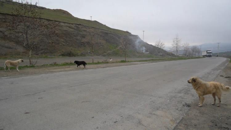 <p>Köpeklerin öğrenciler için büyük risk oluşturduğuna dikkat çeken İsmail Dinç,<strong> "Her geçen gün sayıları artıyor. Mezarlıklar dolmuş durumda. Mahallede bazen 30- 40 tane köpek oluyor. Bakarım diyenler gelsin alsın. Herkes bu durumdan şikayetçi durumda."</strong> ifadelerini kullandı.</p>