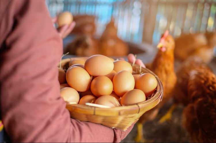<p>-Tavuk eti üretiminde dünyada 9, Avrupa'da 2. sırada,</p>

<p>-Tavuk eti ihracatında dünyada 5, Avrupa'da 3. sırada,</p>

<p>-Tavuk yumurtası üretiminde dünyada 10, Avrupa'da 2. sırada,</p>
