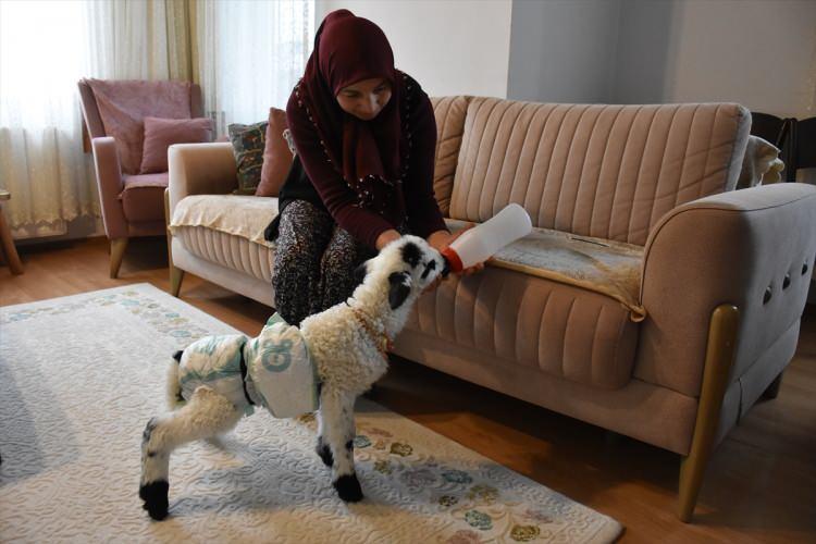 <p>"Eve alıştı, yanımda yatıyor, bir yere gitmiyor. Otlamaya başladığı zaman karnını doyurunca köye götüreceğim. Evde ne kadar bakacağım? Bu hayvan evde bakılmaz. Annesinin, koyunların yanına götüreceğim. Ben birkaç gün büyüsün, kendine gelsin diye evde biberonla bakmak istedim."</p>
<p> </p>