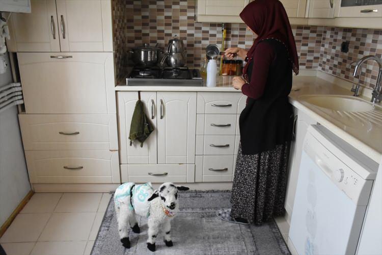<p>Kuzuyu eve getirdiğinde ilk olarak yıkadığını ifade eden Koç, sonra bezlediğini ve biberonla süt verdiğini dile getirdi.</p>
<p> </p>