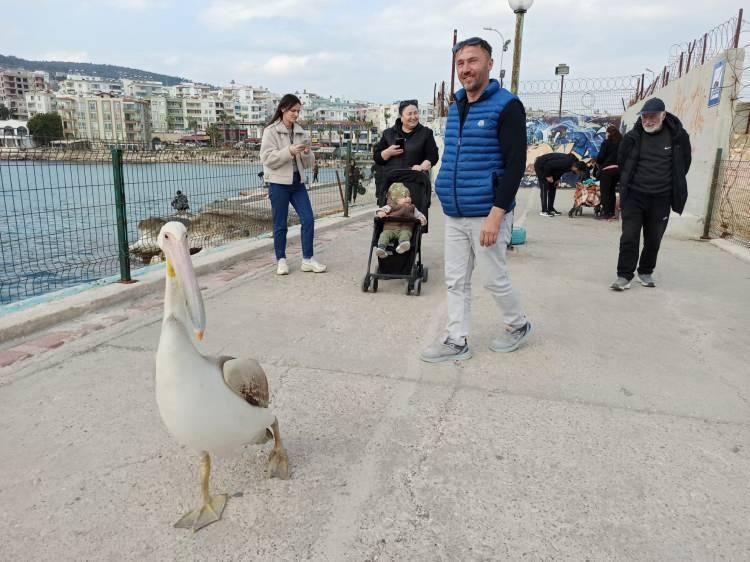 <p><span data-darkreader-inline-color="" style="--darkreader-inline-color:#d8d4cf; color:rgb(232, 230, 227)">Taşucu sakinlerinden doğa fotoğrafçısı Aytaç Kurt, pelikanın varlığından büyük mutluluk duyduklarını belirterek, şunları söyledi; </span></p>