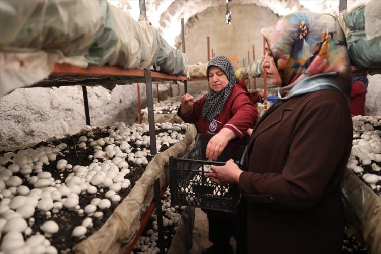 <p>Hedeflerinin büyük olduğunu belirten Selvi, şöyle konuştu: </p>
<p><strong>"Yemek yapmayı, köy ürünleri üretmeyi sevdiğimiz için bir şeyler yapmak istedik. Köyümüz kalkınsın, kadınlarımızın da işi olsun istedik. El işi ile başladık ama fazla gelir olmadı. Beldemizde eski bina olduğu için değerlendirmek istedik, Sayın Valimiz de bizi destekledi. Mantar projesine başvurduk. Bu bina eskiden han olarak kullanılmış. Biz de inceledik buranın nem oranı fazla, mantar üretimine uygun olduğu için değerlendirmek istedik. Burada verim umduğumuzdan daha iyi oldu. Buradaki başka kaya odalarda da mantar üretimi yaparak alanımızı genişletmek istiyoruz."</strong></p>