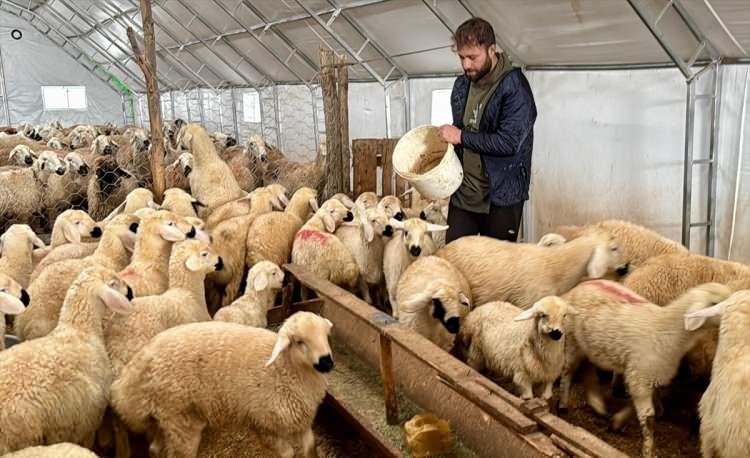 <p>Bu işi seçtiği için mutlu olduğunu dile getiren Gültekin, <strong>"Çok güzel de geliri var. Beni geçindiriyor, hayvanlarımı da çoğaltıyorum. Bu işe başladıktan sonra arkadaşlarım buraya gelip bilgi aldı. Onlar da şu an hayvancılık yapmak, kendini işini kurmak istiyor. Tüm gençlere hayvancılık alanında destek sağladıkları için Cumhurbaşkanımıza, Tarım ve Orman Bakanımıza çok teşekkür ederim."</strong> diye konuştu.</p>
