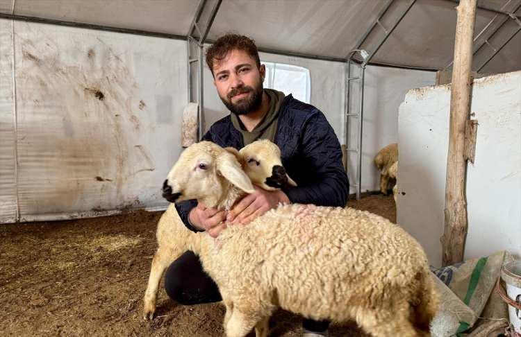 <p>Ağılın 120 küçükbaş hayvan kapasitesine sahip olduğunu belirten Gültekin, <strong>"Hayalim yıllar içinde 2-3 bin hayvana ulaşmak. Arazi geniş, bu alanda da ilerlemek istiyorum. Hayvancılığa ilk başladığımda kiralık bir yerde yapmıştım. Köyün içinde çok harabeydi, çatısı falan akıyordu. Barınak desteğinden yararlandım ve şu an hayvanların yeri çok rahat ve geniş."</strong> dedi.</p>
