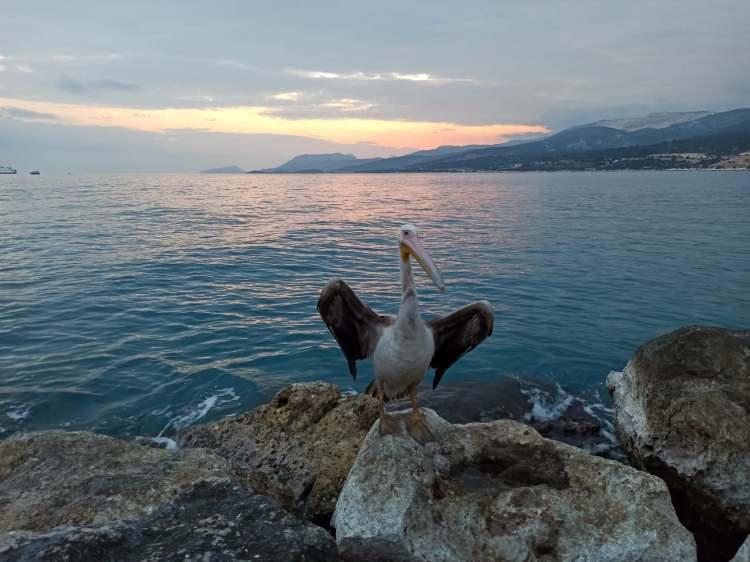 <p><strong> Artık bizden biri gibi" </strong></p>
