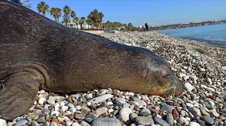 <p>Antalya'da doğa harikası koylara sahip. Hem tur tekneleri hem de özel yat turlarının en gözde bölgelerinden Kaş ve Demre ilçelerinde Kekova Adası ve çevresindeki koylarda bulunan mağaralar, aynı zamanda nesli tehlike altındaki Akdeniz foklarının da yuvası.</p>

<p> </p>

<p> </p>
