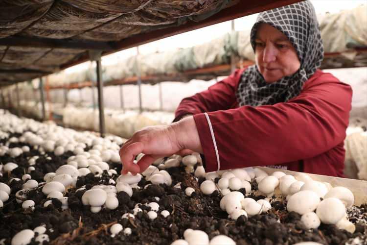 <p>Beldede yaşayan kadınların katılımıyla daha da güçleneceklerine inandığını anlatan Biltekin, <strong>"İki kadının bir araya geldiğinde yapamayacağı şey yoktur. Biz altı kadın bir araya gelerek başarı sağladık. Çeşitli köy ürünleri üretiyorduk ama mantar üretimine başladık. Acaba yapabilir miyiz diyorduk ama başardık. Mantar üretimi hayalimizdi."</strong> dedi.</p>