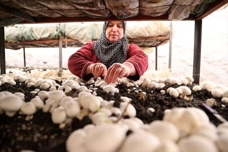 <p>Hatice Yıldırım ise emek vererek üretimde başarı elde ettiklerini, kooperatif aracılığıyla gün içinde arkadaşlarıyla vakit geçirirken aile bütçesine de katkı sunduklarını dile getirdi.</p>