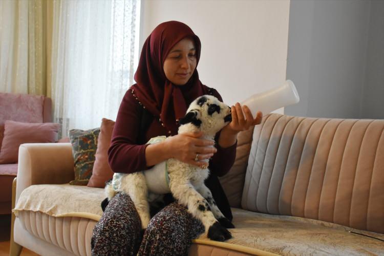 <p>Yasemin Koç, AA muhabirine, kuzuları çok sevdiğini, geçmişte de beslediğini söyledi.</p>
<p> </p>