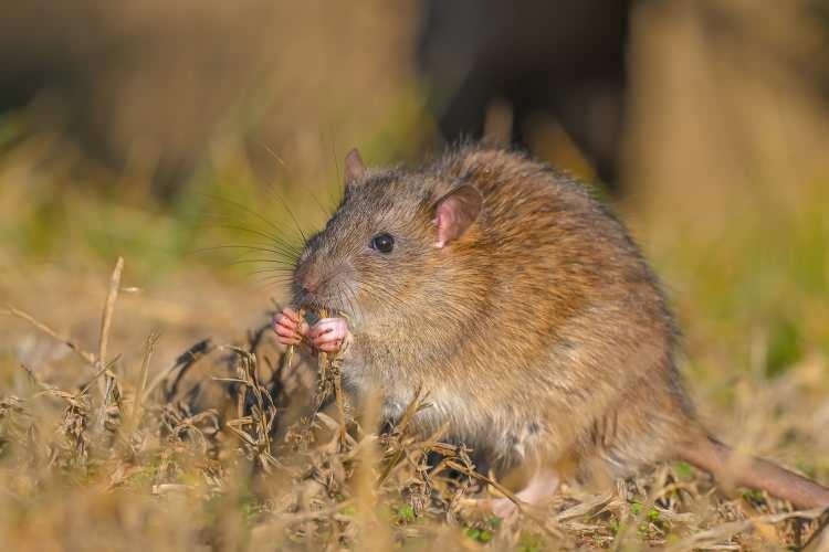 <p>Dicle Üniversitesi yerleşkesindeki bir gölette kahverengi sıçan (Rattus norvegicus) görüntülendi. </p>