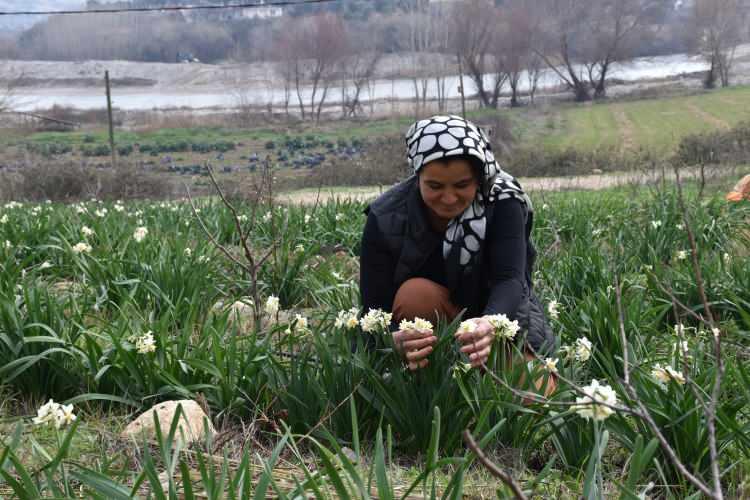 <p>Mersin'in Mut ilçesinde yaşayan Hacer Avcı (49), hobi olarak başladığı nergis çiçeği üretimini büyüterek <strong>5 bin kökten oluşan </strong>bir nergis bahçesi sahibi oldu.</p>
