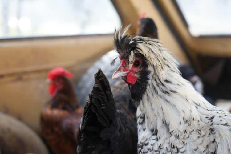 <p>Müşterilerinin doğal yumurta talebi üzerine otomobilinin arka koltuğunu sökerek köy köy gezmeye başlayan Mehmet Kasalak, satın aldığı tavukların otomobildeki rahatlıkları dikkatini çekti.</p>
