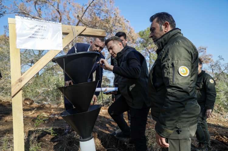 <p>Tuzaklara rağmen yayılımı süren böcekler bugüne kadar tespit edilebilen 5 bin ağacı kuruttu. Sayının 20 binin üzerine çıkmasından endişe ediliyor.</p>
