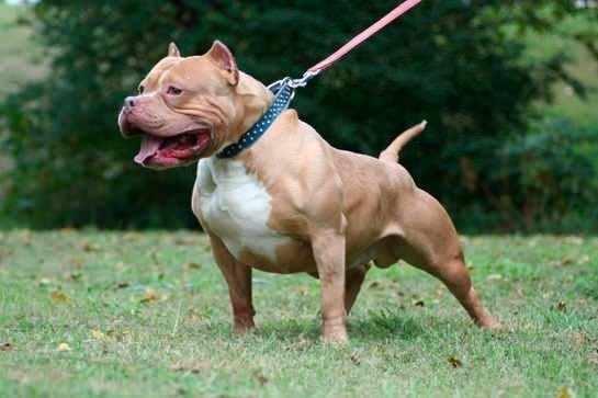 <p>Bu rakam Pitbull cinsi köpeklerde 1200 psi  (84 kg) değerine kadar çıkabiliyor.</p>
