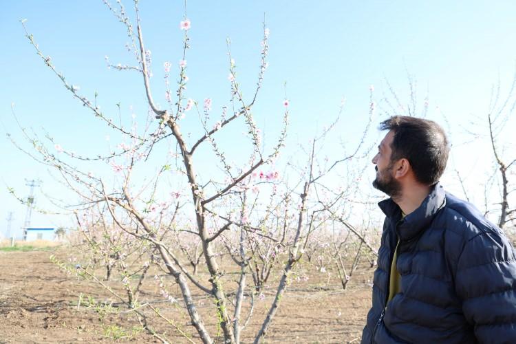 <p>Alınan bilgiye göre, İmamoğlu ilçesinde 20 Ocak'tan itibaren çiçek açmaya başlayan şeftali ağaçları, yaşanabilecek don olayına karşı çiftçiyi tedirgin ediyor. </p>
