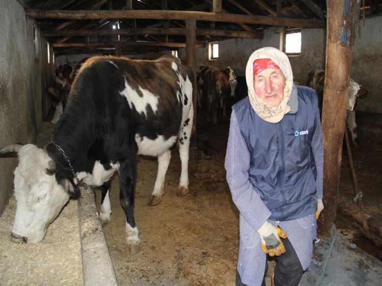 <p><strong>"KİMSEYE MUHTAÇ OLMADIM" </strong></p>
<p>Eşinin ölümünden sonra da hayvancılığı sürdürdüğünü belirten Dilber Çataltepe, 21 ineği olduğunu, 3 boğayı kesime göndereceğini ifade ederek, <strong>"30 yaşında eşimi kaybettikten sonra hayvancılığı hiç bırakmadım. Hiçbir zaman yokluk görmedim, kimseye de muhtaç olmadım. Çocuklarımı büyüttüm. Şimdi bir oğlum ve gelinim benimle birlikte hayvancılık yapıyor. Gençlere de hayvancılığı yapmalarını tavsiye ediyorum."</strong> dedi. </p>