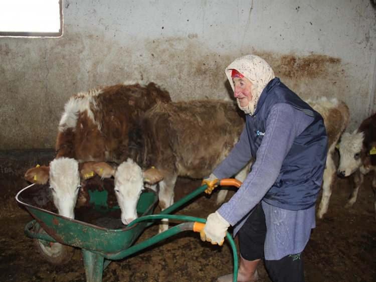 <p>Bakan Kacır'a hediyesi için teşekkür eden Çataltepe, <strong>21 ineği elle sağmanın zor olduğunu belirterek</strong>, artık işlerinin daha da kolaylaşacağını bildirdi. </p>
