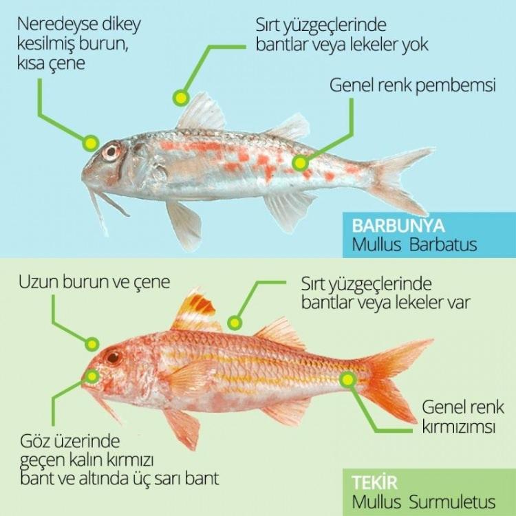 <p><span style="color:#B22222"><strong>Barbun - Tekir</strong></span></p>
<p><br />
barbun ve tekir arasındaki en önemli fark kafa yapısıdır. barbunun kafası küt şeklindedir. tekir genelde ufak olarak satılır kafa kısmı daha sivridir. banko barbun alayım derseniz 15 cm üstü küt burunlu olanlar %99 barbundur.</p>