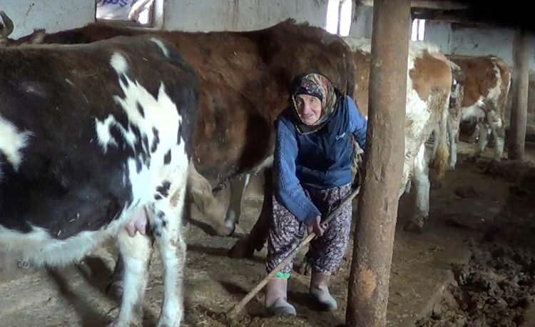 <p>Sabah erken saatlerde çalışmaya başlayan Çataltepe, ineklerinin bakım ve beslenmesini yaptıktan sonra diğer işleriyle ilgileniyor.</p>