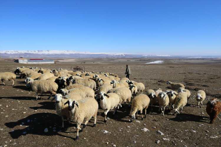 <p>Yüzgüllü, 60 koyunla besicilik yaptığını ve 2019'da hibe desteğiyle 240 koyun alarak işletmesini büyüttüğünü söyledi.</p>
