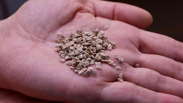 <p><strong>10 Ocak 2025: </strong></p>
<p> </p>
<p>İstanbul’dan girişi yapılmak istenen Çin menşeli 16,2 kg domates tohumu, Tomato brown rugose fruit virus (ToBRFV) tespiti nedeniyle mahrecine iade edildi.</p>