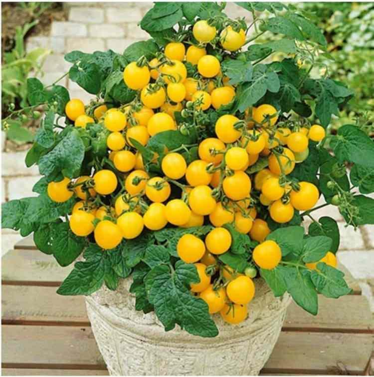 <p><strong>10 Şubat 2025:</strong></p>
<p> </p>
<p>İstanbul havalimanından girişi yapılmak istenen Çin menşeli 6 kilo 901 gr domates tohumunda Tomato brown rugose fruit virus (ToBRFV) tespiti sebebiyle mahrecine iade edildi.</p>