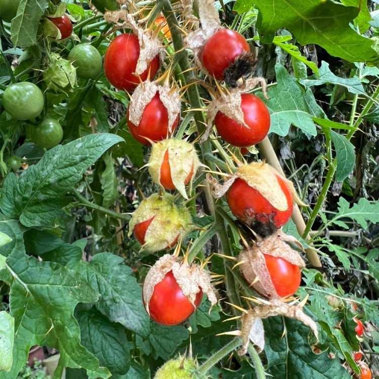 <p><strong>23 Ocak 2025:</strong></p>

<p> </p>

<p>İstanbul’dan girişi yapılmak istenen Çin menşeli 33,5 kg domates tohumunda, Tomato brown rugose fruit virus (ToBRFV) virüsü belirlendi.</p>

<p> </p>
