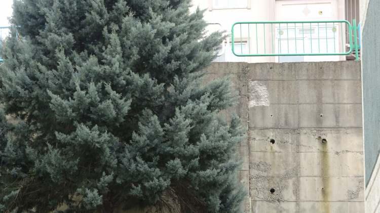 <p>Sokaktaki sitede 2009 yılından beri ikamet eden Kayahan Solmaz, <strong>"Bu yolu çatlaklarından dolayı sürekli belediyeye haber vermemize rağmen herhangi bir kimse ilgi göstermedi. Aynı zamanda yanımızda kreşimiz var. Kreşimizde çocuklar gelip gitmektedir. Bu esnada yolda herhangi bir sorun olsa çocuklarımızı düşünmek zorundayız. Ondan dolayı bu yolun bir an önce görevliler ve yetkililer tarafından yapılmasını temenni ediyoruz. Tek dileğimiz, tek arzumuz budur. Hiç kimsenin gözünün yaşının akmasını istemiyoruz. Bu yol yaklaşık 4 yıldan beri bu şekilde. Daha önce karşı yolda da vardı; orayı yaptılar fakat bu yolu hala yapmadılar. Çatlak daha çok açılmakta. İstinat duvarı da yavaş yavaş alttaki binaya doğru gitmekte ve binalara da zarar verir. Yoldan her zaman korkuyoruz. 'Ne zaman göçecek, ne olacak?' ya da 'İnsanlara zarar gelecek mi?' diye. Bu bizim için çok önemli. İnsanların zarar görmesini istemiyoruz ve bu yol, ana yol; sürekli otobüsler, araçlar tarafından kullanılıyor. Belediye başkanlarının bu hizmeti yapmalarını rica ve temenni ediyorum" </strong>diye konuştu.</p>