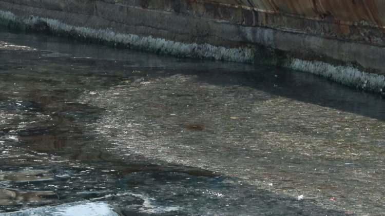 <p>'BALIK TÜRLERİNİ ARTTIRMAMIZ GEREKİYOR'</p>

<p>Kıyılardan dip temizliği yapılması ve Marmara Denizi'ne özgü balık türlerinin çeşitlendirilmesi gerektiğini vurgulayan Kesici, "Marmara hepimizin ve dünyanın en önemli yerlerinden bir tanesi. Şurada, bu manzaranın İstanbul Boğazı'nda, İstanbul'da gözükmesi gerçekten bizi çok üzüyor. Turistik bir yer burası. Hangi turist bu manzaradan veya hangi insan bu manzaradan hoşlanabilir. Baktığınız zaman en güzel sahillerden bir tanesi. Denizin eski biyolojik çeşitliliğini kazandırmamız gerekiyor. Çok zor değil. Önce kıyılarda dip temizliğini yapmamız gerekiyor. Ondan sonra buraya özgü olan balık türlerini daha çok artırmamız gerekiyor. Şunu lütfen unutmayalım, burası su birikintisi değil. Marmara Denizi benim gibi bir canlı varlık. İçimde organlarım var. Marmara Denizi'nin de organları, balıkları, midyeleri var, deniz eniştesi dediğimiz bitkileri var. Fitoplanktonları, zooplanktonları var. Onlar, denizin bedava temizlik işçileri" ifadelerini kullandı.</p>
