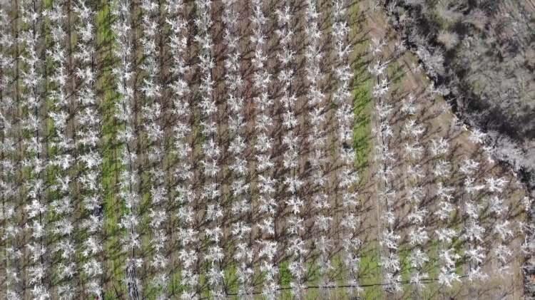 <p>Sert soğuklardan korunmak için dondurulan 400 ağaç dron ile görüntülendi. </p>
