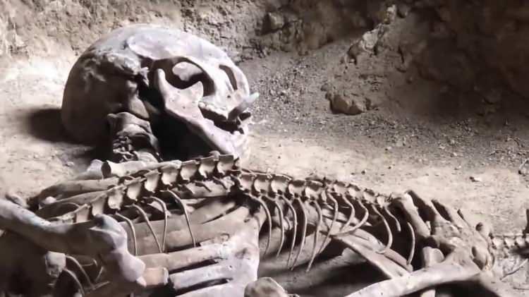 <p>Aynı durum kalça kemiğinde de görülür. doğumda üç ayrı parça halinde olan pelvis kemiği (ilium, ischium ve pubis), zamanla birleşerek tek bir kemik halini alır.</p>
